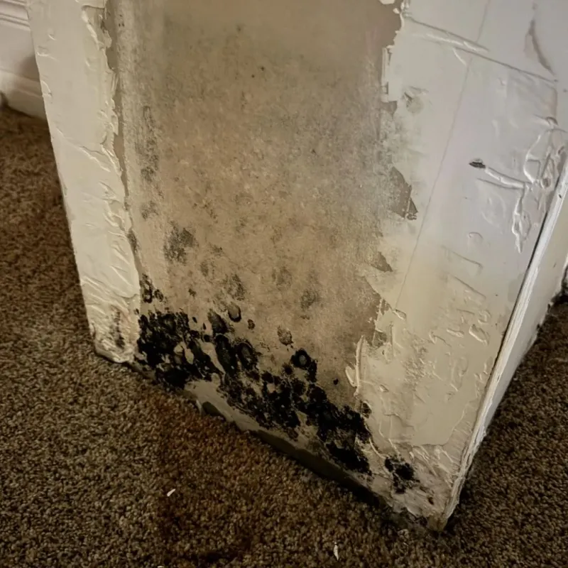 Professional Mold Removal in Sheridan County, NE